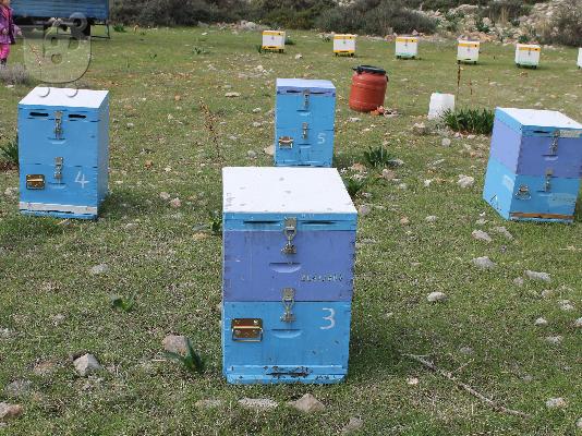 PoulaTo: Απο μελισσοκομο πωλειται αγνο μελι βελανιδιας (2012)